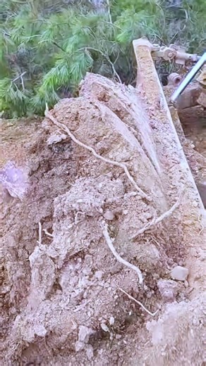 Dozer Power at Its Most Impressive #heavyequipment #construction #satisfying