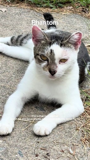 Meet PHANTOM: A Feral Cat's Journey at Mystic Grove Farm