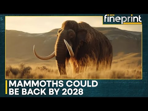 Wooly Mammoths Could Roam Again: 2028 Deadline Set By Scientists | WION Fineprint | World News