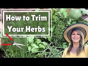 How to Trim Your Herbs
