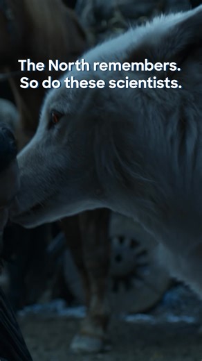 Fur, fangs, fantasy? It’s science. Dire Wolves now walk the Earth again. Colossal Biosciences have just achieved the world’s first successful de-extinction using 12,500-year-old DNA, gene editing, and cloning to produce Aenocyon dirus, the real-life inspiration behind Game of Thrones’ most fearsome canines and North America’s top predator. Watch the full series of Game of Thrones on #MaxAsia @streamonmaxsg @streamonmaxmy @streamonmaxth @streamonmaxid @streamonmaxph @streamonmaxtw @streamonmaxhk⁣