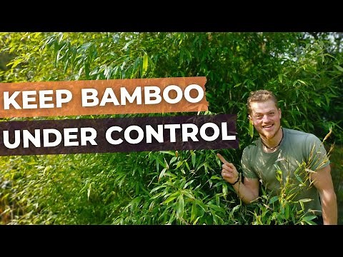How to Prune/Maintain BAMBOO plants and keep them under control