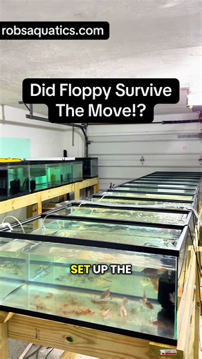 Discover Unique Albino Florida Gars for Sale