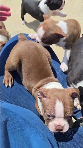 Boston Terrier Puppies