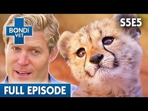 Adorable Baby Cheetah Faces Vital Test 🐆 | Bondi Vet Season 5 Ep 5 | Bondi Vet Full Episodes