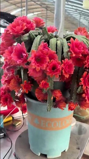 Breathtaking Cactus Flower Blooming! 🌸✨