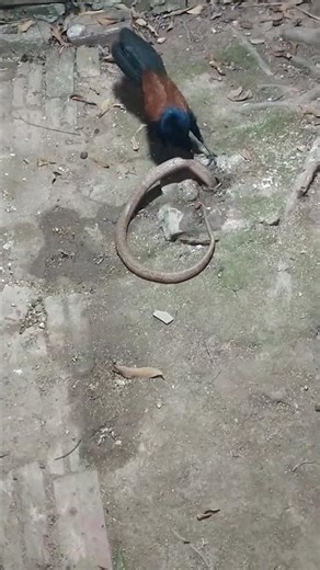 The bittern hunts the highly venomous king cobra in the deep pit.