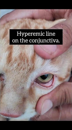 ****FVR (Feline Viral Rhinotracheitis)****