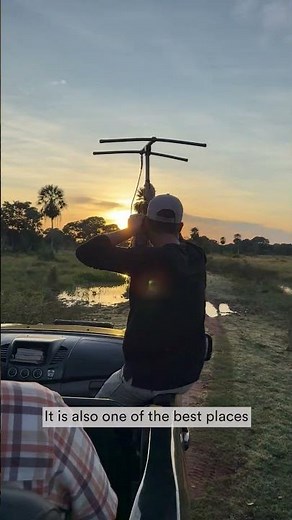 The wonders of the Pantanal: exploring Brazil's wildlife beyond the Amazon.