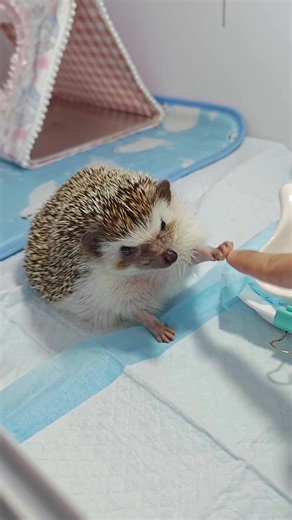 Adorable Hedgehog Moments That Will Make You Laugh