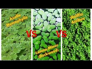 Full Review of Azolla Mycrophylla - Lemna (Duckweed) - Wolffia Arrihza