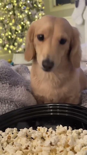 Adorable Dogs & Puppies Part 50
