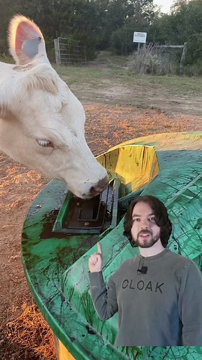 Funny Cattle Feeding Meme Compilation