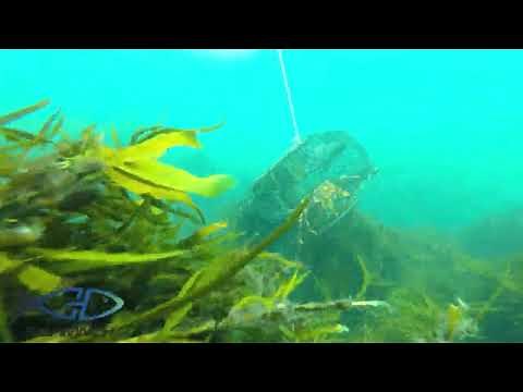 SAVWINCH 900PH Pot Hauler (The Ultimate CRAYFISH gear!)