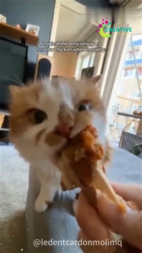 43K views · 846 reactions | He bit my toes while I was sleeping. | Creative Company | Facebook