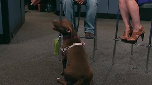 22K views · 193 reactions | Meet Mini, the Pit Bull who just wants love! She's a 3-year-old girl looking for a loving new family. This little nugget loves to cuddle and always has a smile on her face. She came to Larimer Humane Society as a stray and is sure the brighten the lives of any family that is lucky enough to adopt her. She is available for adoption at Larimer Humane Society in Loveland. | 9NEWS (KUSA) | Facebook