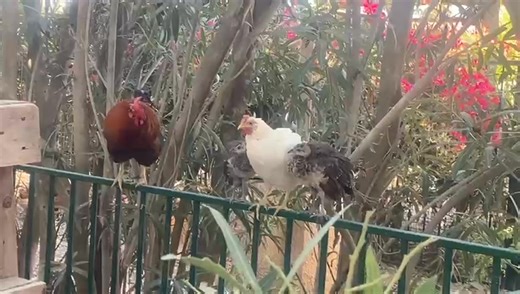 🐣✨ Peacock Chick Plot Twist! Remember the story of the peacock chicks being lovingly raised by a devoted white hen? Well… that chapter has come to a surprising end! In today’s video, you’ll see that our original feathered foster mum has made her escape – seizing her first chance to return to her regular chicken life. But don’t worry, this story has taken a delightful turn... Because in an incredible display of instinct, adaptability and sheer will to survive, the peacock chicks have adopted ano