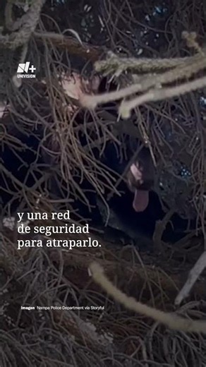 Rescatan a un Oso que Subió a un Árbol