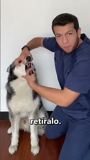 How to save dogs' lives 👏