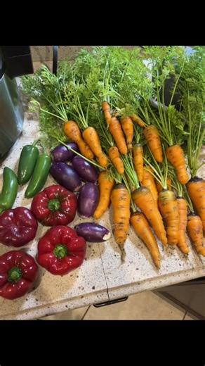 I was in a big rush raiding my garden at 11:30 at night so I couldn’t get a video, but check out what I pulled for the family cookout this week! I finally grew something right 🥲 #garden #gardening #plants #fyp #foryoupage #horticulture #vegetablegarden #pepper #carrot #jalapeno #eggplant