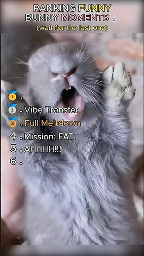 Ranking Funny Bunny Moments🐰