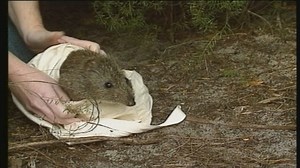 2.9K views · 32 reactions | TRACKING POTOROOS The chances of survival for the critically endangered Gilberts Potoroo look a little bit better tonight, with technology in place to track the little marsupials around their special enclosure in the Great Southern. The discovery and rescue of the species has been a huge job for wildlife officers. | 7NEWS Regional WA | Facebook
