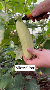 9.4K views · 261 reactions | Want to grow your own cucumbers? Try these three AMAZING varieties in your garden. #gardening #vegetablegarden #organicgardening #growyourownfood #cucumber | From Dream to Seed | Facebook