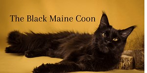 Black Maine Coon - The Exotic and Mythical Mini Panther