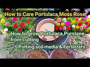 How to Care Portulaca,Moss Rose, Purslane, Grow from cutting Best Potting Soil media & Fertilizer