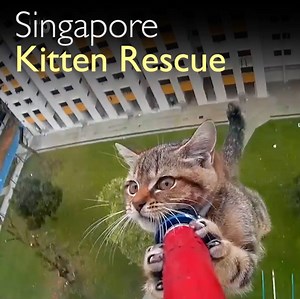 86K views · 639 reactions | Watch animal rescuers save a kitten from a 12-story ledge. | Voice of America | Facebook
