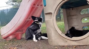 What's up in the fox pond yard this morning? 😊🦊 Kipper, Ozzy, Mala, Esmae, and Ianto! | Saveafox Corporation