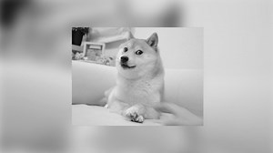 Doge is dead: Dog from the meme dies at 18