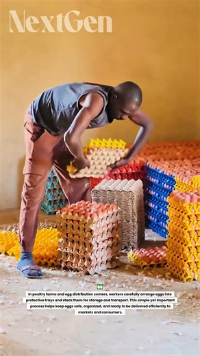 He Stacks Hundreds of Eggs in Seconds! Egg Factory Workers Are Incredible