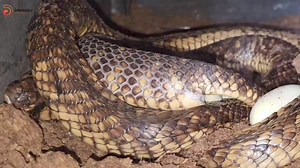 فيديو نادر جدا للكوبرا المصرية Naja haje وهى تضع بيضها الكوبرا المصرية Naja haje #Wild_life #Reptiles_in_Egypt #Snake_hunting | احمد رجب الدكرونی Snake Hunter