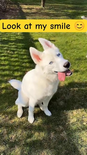 Cute Siberian husky: Look at my smile: Dog smile😊🐾❤️‍🩹 #shorts #fyp #dog #animals #husky