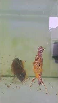 #discsthrow #ikandiscus #discus #discusbreeding #discusfarm #discusfish #breederdiscus #ikanncantik