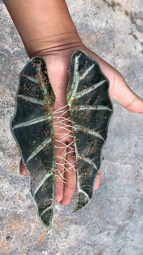 1.4M views · 8.4K reactions | Few people know how to propagate Alocasia Amazonica from very rooting leaves #Growing #Planting #FlowerPlant #Anthurium #plantingroots #rosegrafting #rosegarden #roseflowers #aloevera | Zaser | Facebook