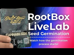 #RootBoxLiveLab 06.10.2025 #seedgermination