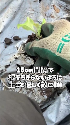【苗から畑へ!?】72穴セルトレイ育苗→畑デビューの瞬間🌱🥬 #家庭菜園 #定植コツ #苗から畑へ #セルトレイ育苗 #72穴トレイ #レタス栽培