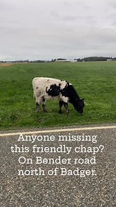 I saw this a few minutes ago - so content and happy next to Bender road. #whatcomcounty #farm | Whatcom County Weather