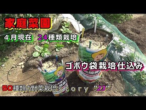 【家庭菜園】４月の野菜の様子！！ ゴボウ袋栽培仕込みました！！