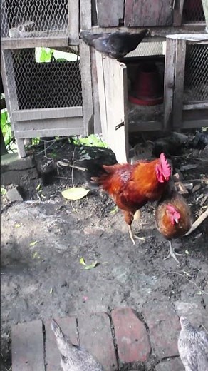The mating process for chickens to lay eggs #chicken #farmlife