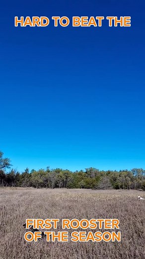 ROOSTER number one from the trip! 💥 #hunting #outdoors #birdhunting #pheasant #germanshorthairedpointer | Western Lakes Outdoors