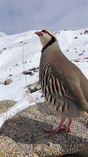 Partridge song in the Natura