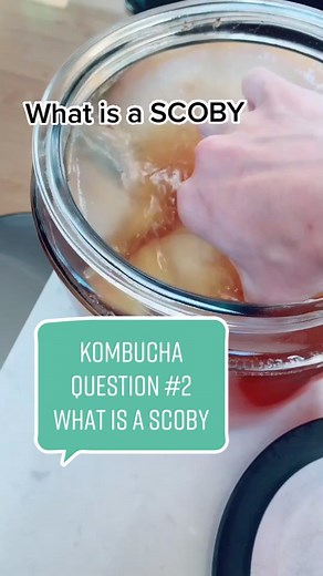 Understanding Scoby: A Guide to Kombucha Brewing and Gut Health