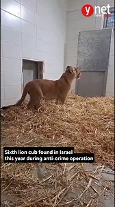 Lion cub found tied to tree in Palestinian town near Jerusalem Cub found tied up in West Bank yard amid crackdown on wildlife trafficking; officials say six lion cubs and dozens of monkeys smuggled into Israel this year in harsh conditions *** A six-month-old lion cub was discovered Saturday morning in the yard of a private home in Abu Dis, a Palestinian village on the outskirts of Jerusalem, during an Israeli police operation targeting criminal activity, officials said. The cub, which was found