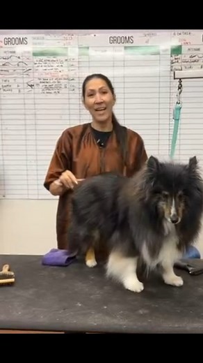 Get ready to paws for a moment of pure joy as Merlo, the dynamic Shetland Sheepdog, takes you on a tail-wagging adventure in this week's Fun Fact Friday! From fluffy antics to heart-melting moments, join us as we dive into the world of Merlo, where every bark is a burst of happiness and every wag is a testament to the incredible bond between humans and their furry companions. 🐾✨ #FunFactFriday #MerloTheSheltie #PawsitivelyAdorable | The Dog House Pet Salon - Galleria