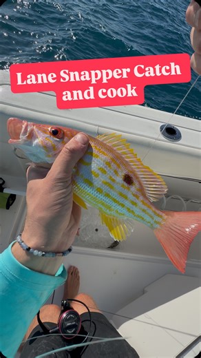 Juicy Fishing Co. on Instagram: "How to catch lane snapper #fishing #fish #catchandcook #florida #floridafishing"