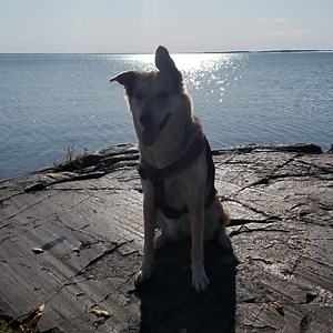 rusty_iq - Twitch