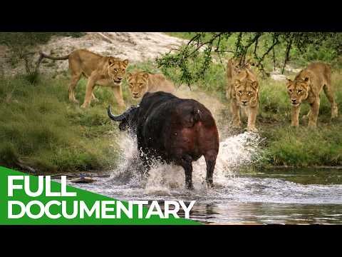 Africa’s Deadliest: Killers in Packs | Free Documentary Nature